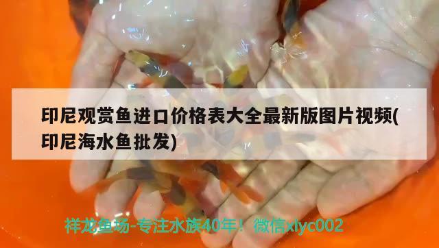 酒泉水族批发市场在哪里啊电话号码（酒泉卖鱼的地方） 养鱼知识 第2张