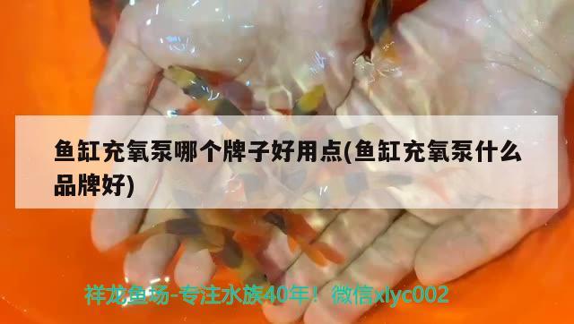 鱼缸充氧泵哪个牌子好用点(鱼缸充氧泵什么品牌好) 喷点菠萝鱼