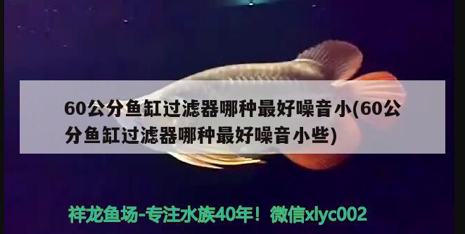 60公分鱼缸过滤器哪种最好噪音小(60公分鱼缸过滤器哪种最好噪音小些) 蓝底过背金龙鱼