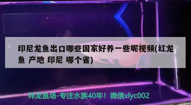 印尼龙鱼出口哪些国家好养一些呢视频(红龙鱼产地印尼哪个省) 观赏鱼进出口