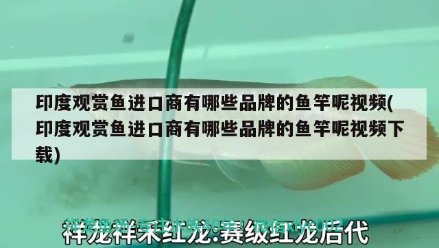 印度观赏鱼进口商有哪些品种好卖呢图片(印度进口带鱼什么样子的) 观赏鱼进出口