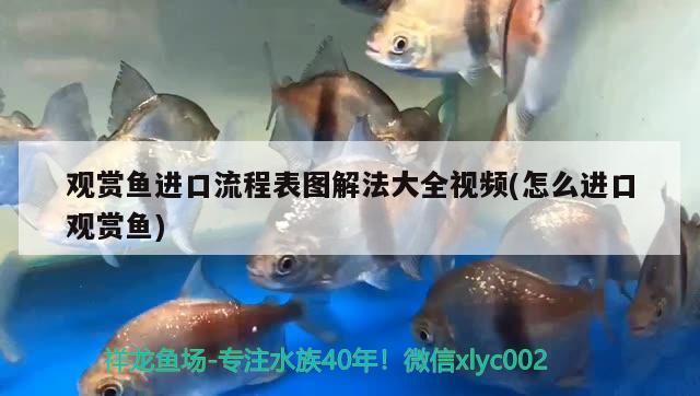 金鱼缸的寓意与象征风水(金鱼缸风水学) 鱼缸风水 第1张