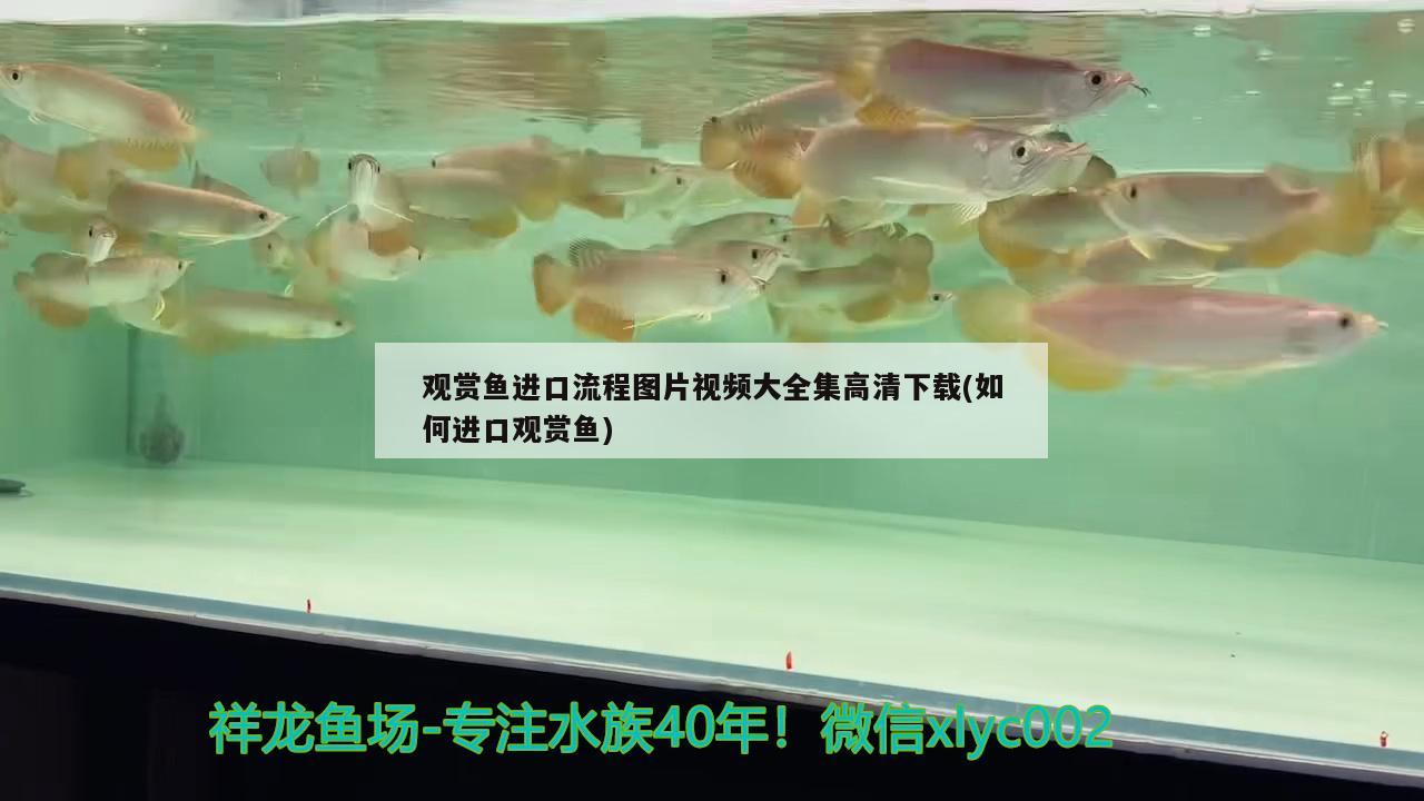 观赏鱼进口流程图片视频大全集高清下载(如何进口观赏鱼) 观赏鱼进出口