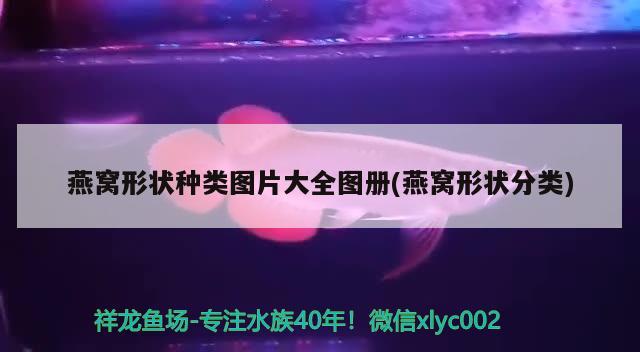 燕窝形状种类图片大全图册(燕窝形状分类) 马来西亚燕窝