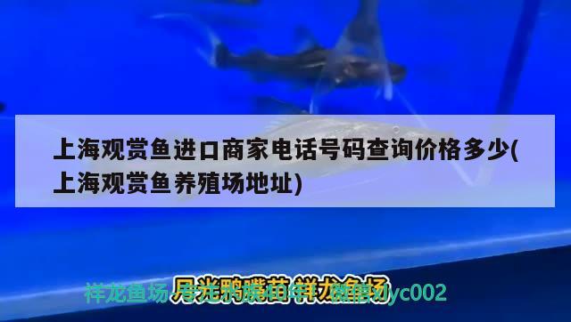 上海观赏鱼进口商家电话号码查询价格多少(上海观赏鱼养殖场地址) 观赏鱼进出口