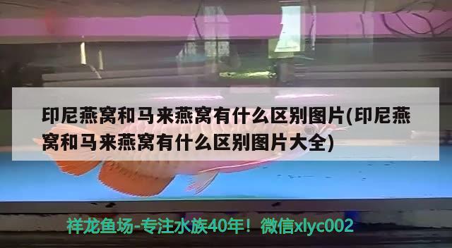 印尼燕窝和马来燕窝有什么区别图片(印尼燕窝和马来燕窝有什么区别图片大全)