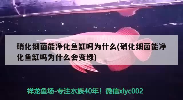 硝化细菌能净化鱼缸吗为什么(硝化细菌能净化鱼缸吗为什么会变绿) 硝化细菌