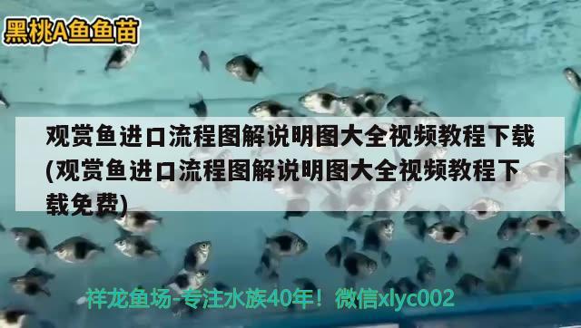 观赏鱼进口流程图解说明图大全视频教程下载(观赏鱼进口流程图解说明图大全视频教程下载免费) 观赏鱼进出口