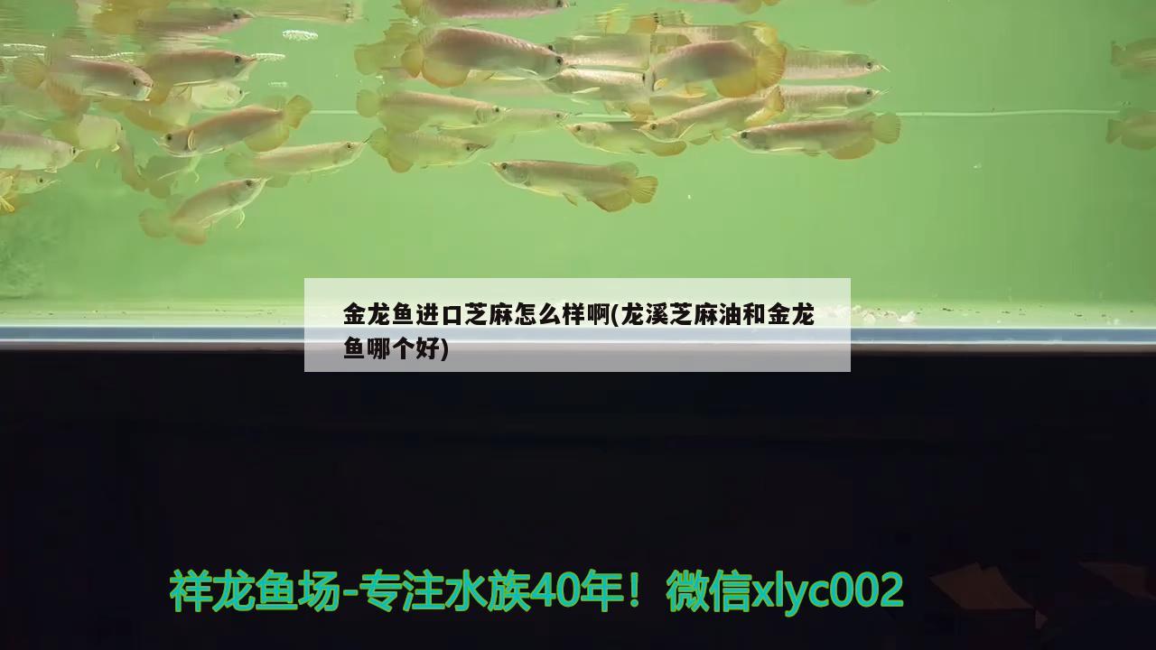 金龙鱼进口芝麻怎么样啊(龙溪芝麻油和金龙鱼哪个好)