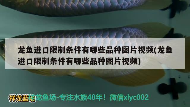 龙鱼进口限制条件有哪些品种图片视频(龙鱼进口限制条件有哪些品种图片视频) 观赏鱼进出口 第1张