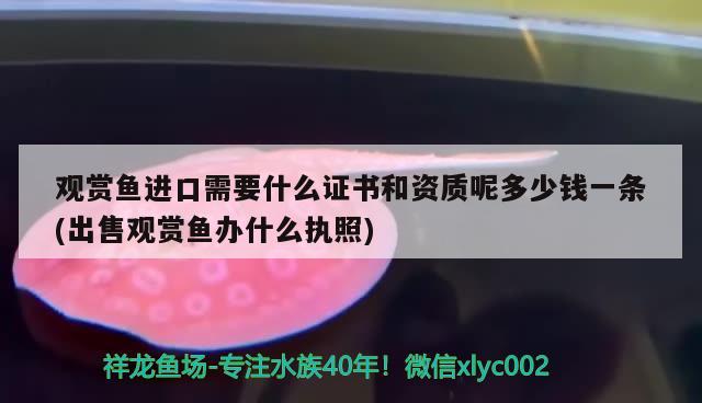 观赏鱼进口需要什么证书和资质呢多少钱一条(出售观赏鱼办什么执照) 观赏鱼进出口