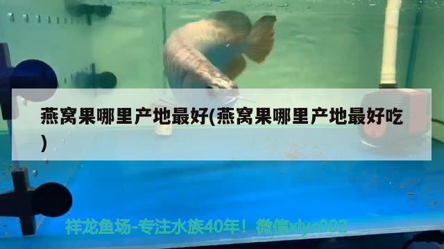 内江水族批发市场在哪里（内江水族批发市场在哪里有） 养鱼知识 第2张