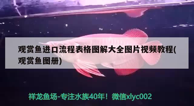 观赏鱼进口流程表格图解大全图片视频教程(观赏鱼图册) 观赏鱼进出口