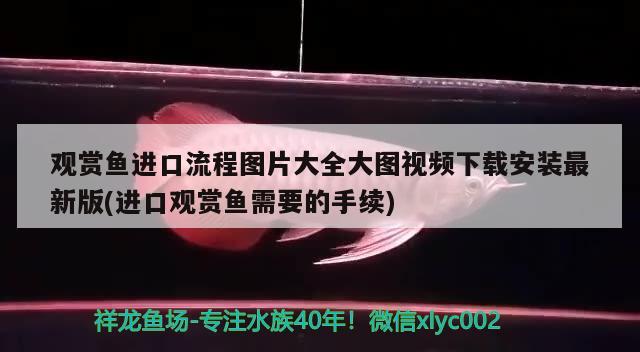 观赏鱼进口流程图片大全大图视频下载安装最新版(进口观赏鱼需要的手续)