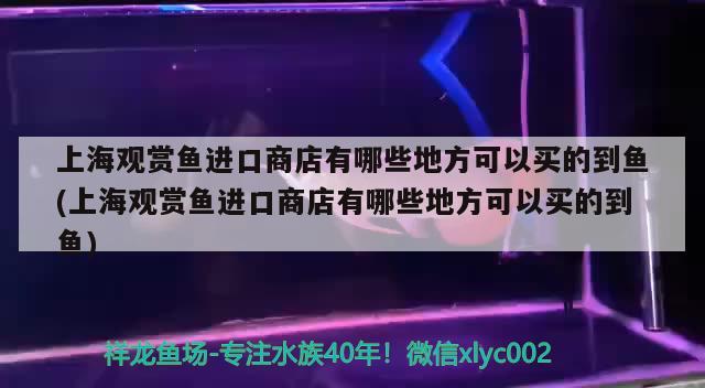 上海观赏鱼进口商店有哪些地方可以买的到鱼(上海观赏鱼进口商店有哪些地方可以买的到鱼)