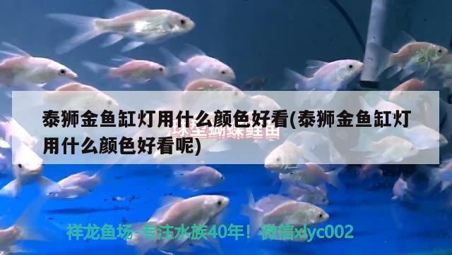 泰狮金鱼缸灯用什么颜色好看(泰狮金鱼缸灯用什么颜色好看呢) 大湖红龙鱼 第3张