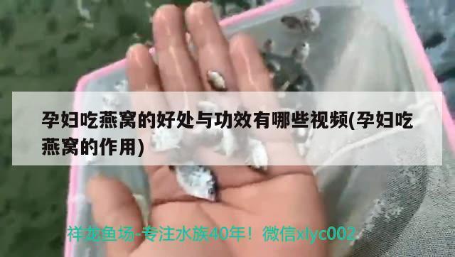 孕妇吃燕窝的好处与功效有哪些视频(孕妇吃燕窝的作用)