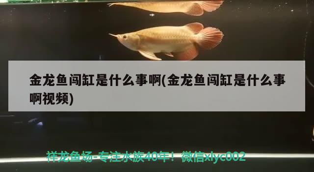 金龙鱼闯缸是什么事啊(金龙鱼闯缸是什么事啊视频) 奈及利亚红圆点狗头