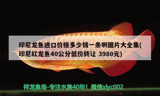 印尼龙鱼进口价格多少钱一条啊图片大全集(印尼红龙鱼40公分低价转让3980元) 印尼红龙鱼