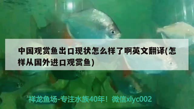 中国观赏鱼出口现状怎么样了啊英文翻译(怎样从国外进口观赏鱼) 观赏鱼进出口