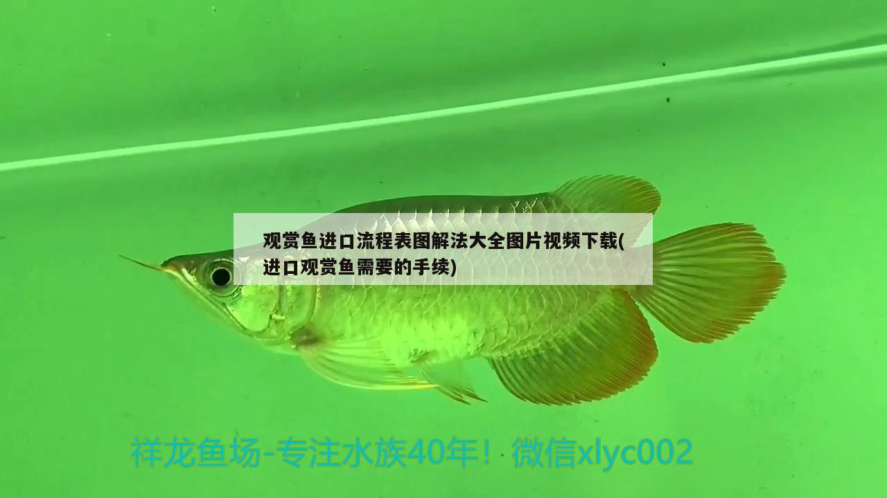 观赏鱼进口流程表图解法大全图片视频下载(进口观赏鱼需要的手续) 观赏鱼进出口