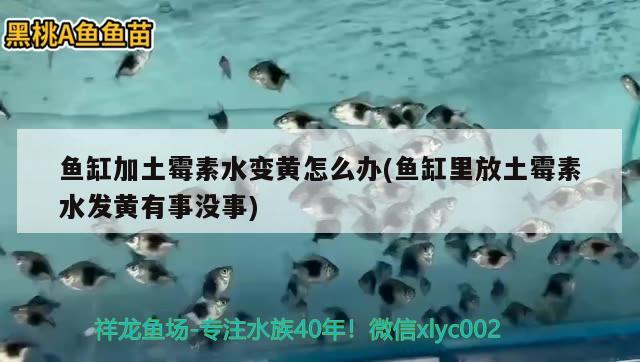 鱼缸加土霉素水变黄怎么办(鱼缸里放土霉素水发黄有事没事) 祥龙水族滤材/器材