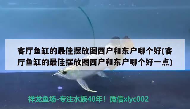 客厅鱼缸的最佳摆放图西户和东户哪个好(客厅鱼缸的最佳摆放图西户和东户哪个好一点)