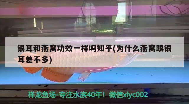 银耳和燕窝功效一样吗知乎(为什么燕窝跟银耳差不多) 马来西亚燕窝