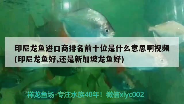 红龙鱼用灯先用6700k还是先用2700k（红龙用2700k灯好吗） 水族灯（鱼缸灯） 第2张