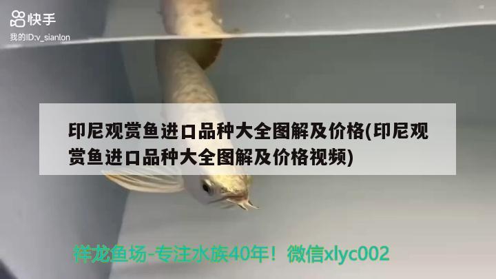 印尼观赏鱼进口品种大全图解及价格(印尼观赏鱼进口品种大全图解及价格视频) 观赏鱼进出口 第2张