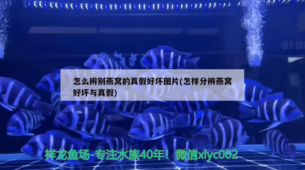 金龙鱼批发市场的价格，金龙鱼哪里买金龙鱼苗实惠又便宜，过背金龙鱼苗实惠又便宜