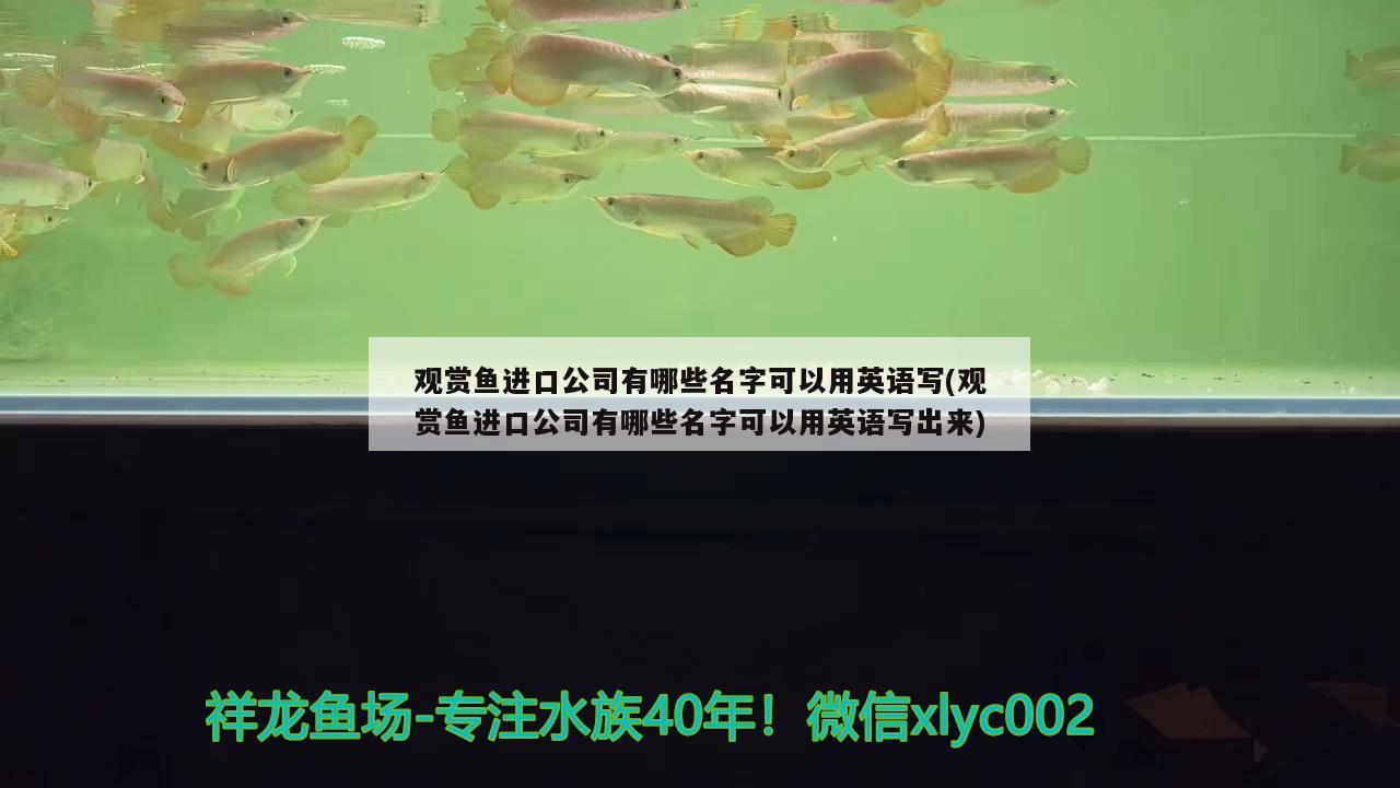 观赏鱼进口公司有哪些名字可以用英语写(观赏鱼进口公司有哪些名字可以用英语写出来) 观赏鱼进出口