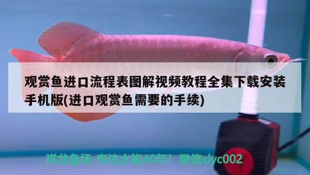 鱼缸里的秘密思维导图（2020疫情时期你在家做了什么） 虎斑恐龙鱼 第2张