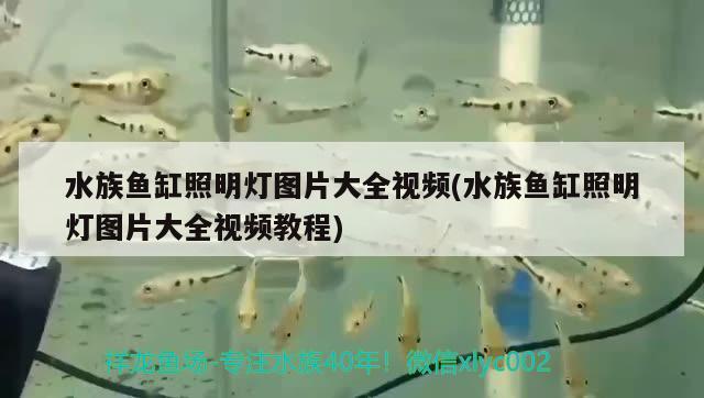 水族鱼缸照明灯图片大全视频(水族鱼缸照明灯图片大全视频教程) 黑影道人鱼