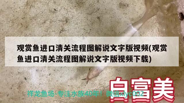 观赏鱼进口清关流程图解说文字版视频(观赏鱼进口清关流程图解说文字版视频下载)