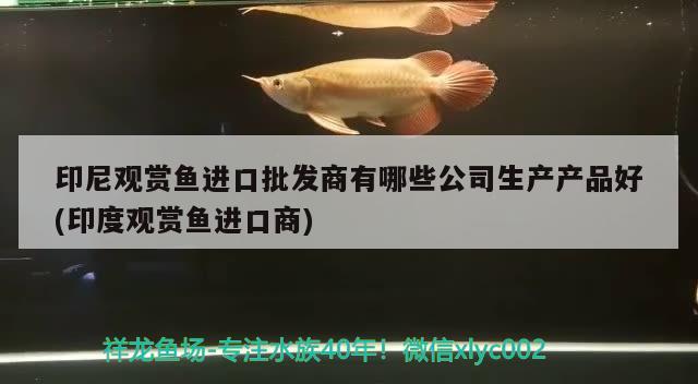 印尼观赏鱼进口批发商有哪些公司生产产品好(印度观赏鱼进口商)