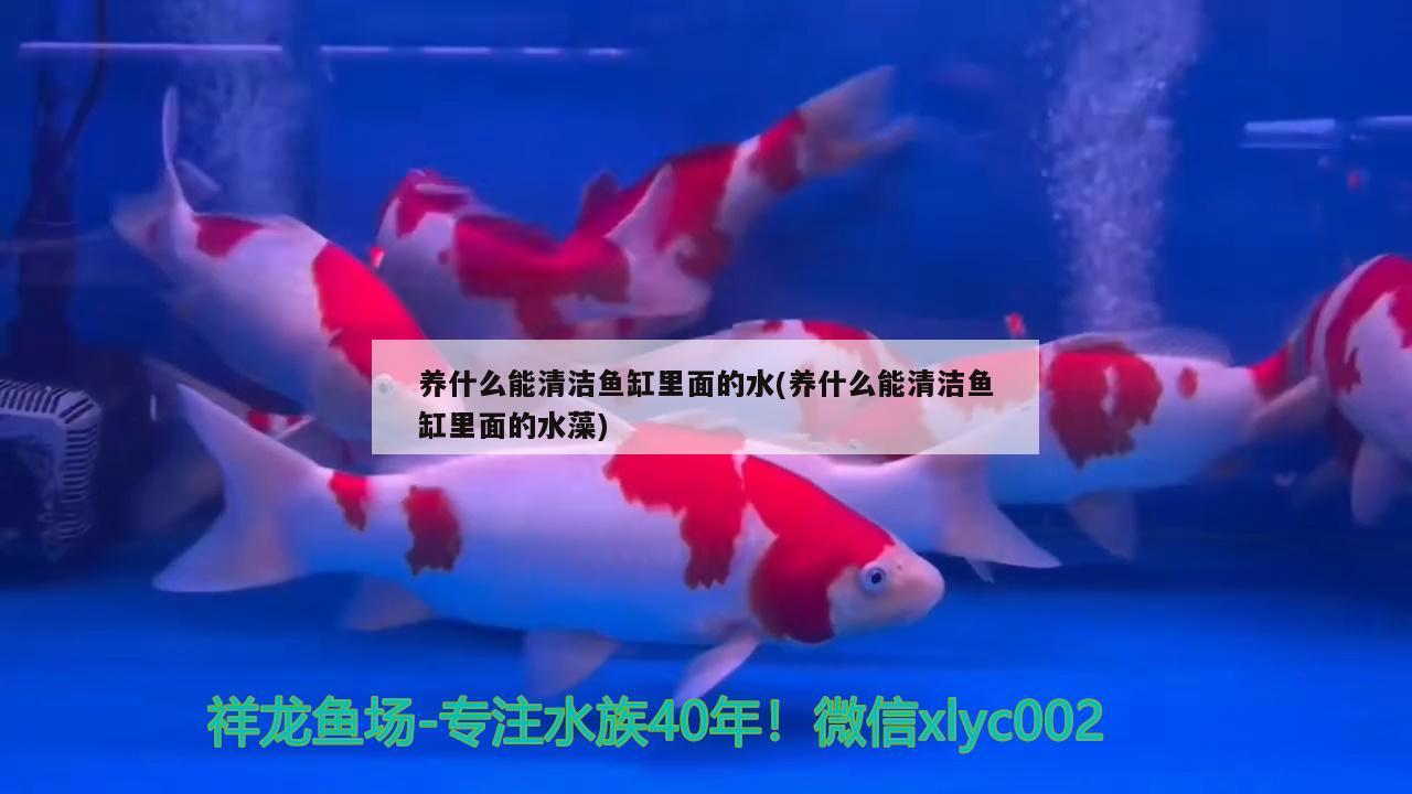 养什么能清洁鱼缸里面的水(养什么能清洁鱼缸里面的水藻) 黑影道人鱼