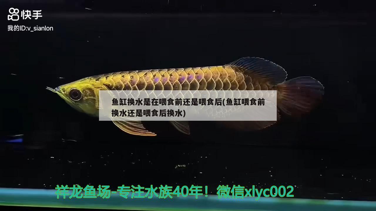 鱼缸换水是在喂食前还是喂食后(鱼缸喂食前换水还是喂食后换水) 祥龙鱼场其他产品 第3张