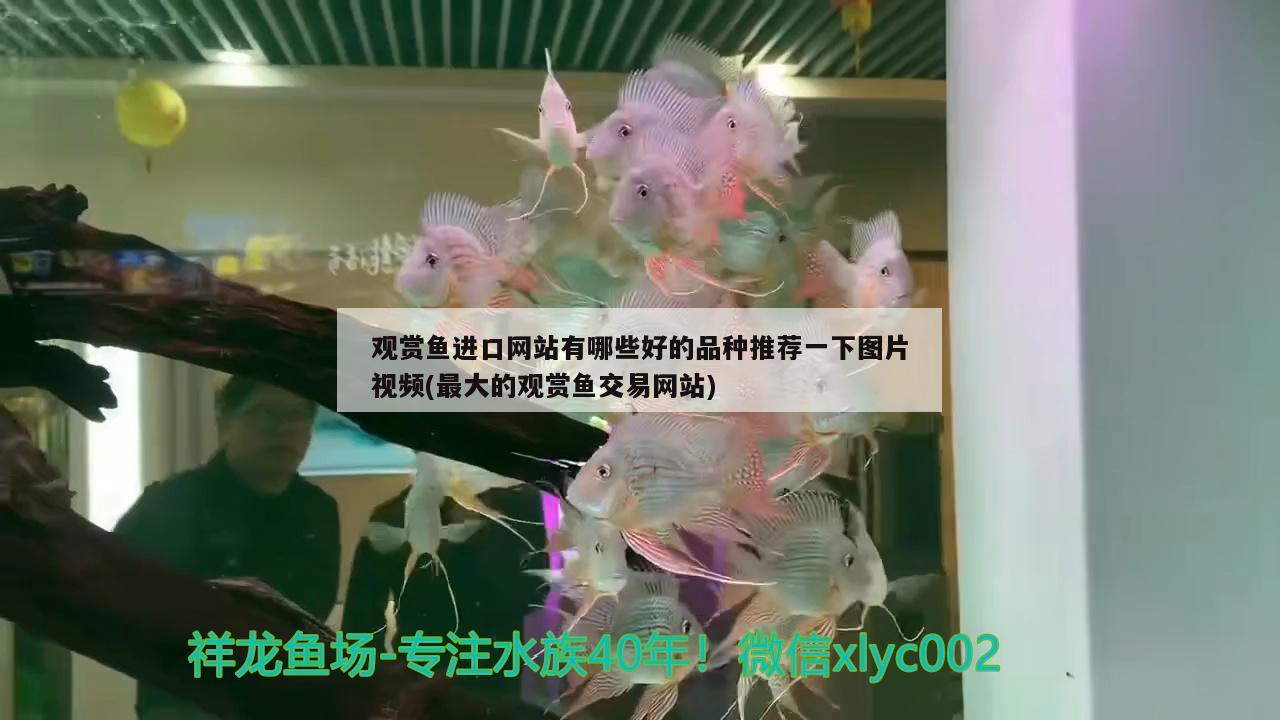 观赏鱼进口网站有哪些好的品种推荐一下图片视频(最大的观赏鱼交易网站)