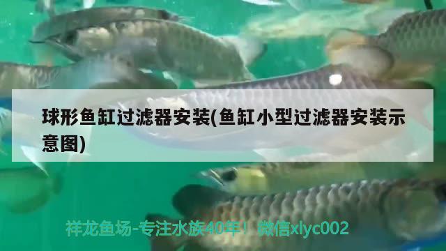 球形鱼缸过滤器安装(鱼缸小型过滤器安装示意图) 广州观赏鱼鱼苗批发市场 第2张