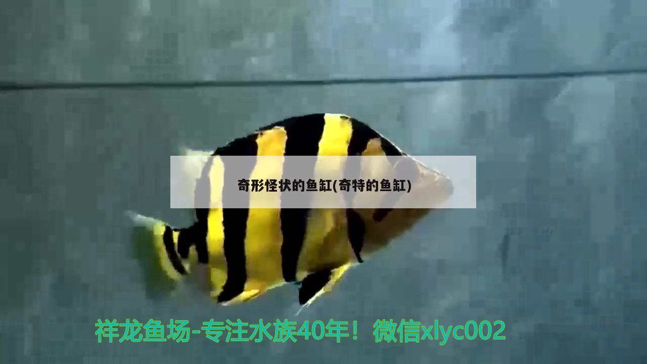 奇形怪状的鱼缸(奇特的鱼缸)