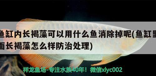 鱼缸内长褐藻可以用什么鱼消除掉呢(鱼缸里面长褐藻怎么样防治处理)