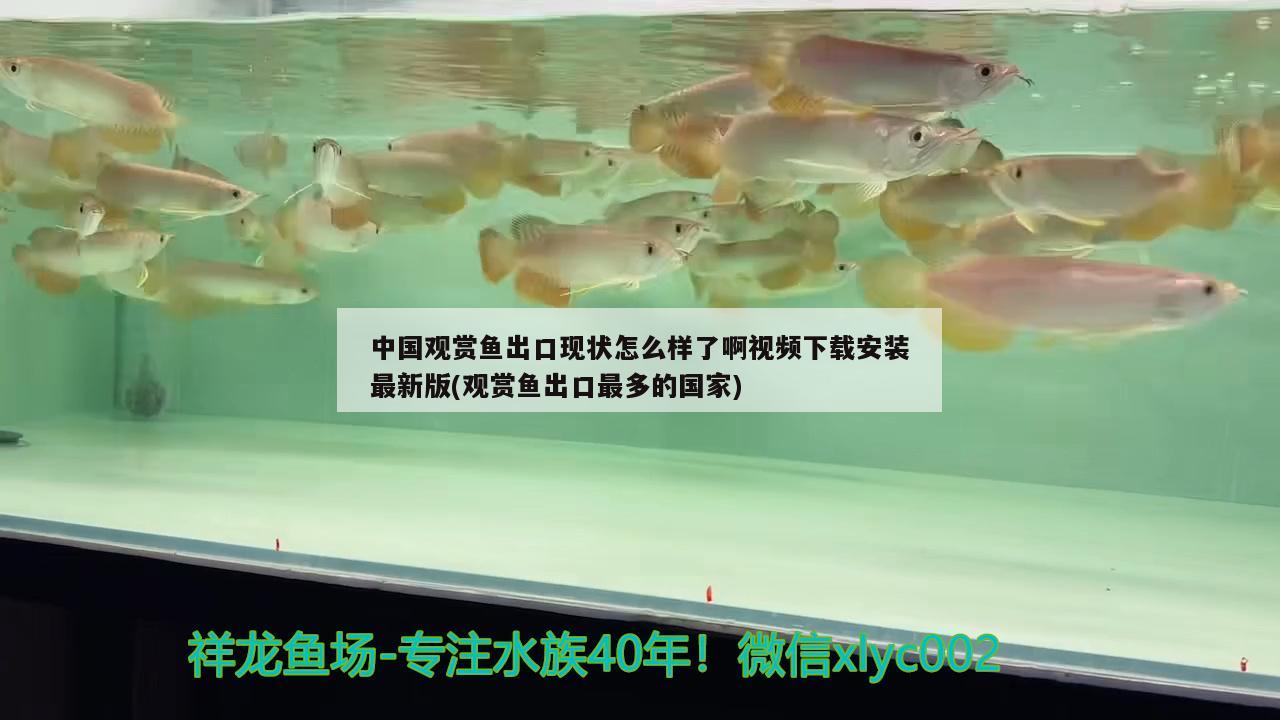 3条龙鱼混养好不好养（三条龙鱼会打架吗） 龙鱼批发 第2张