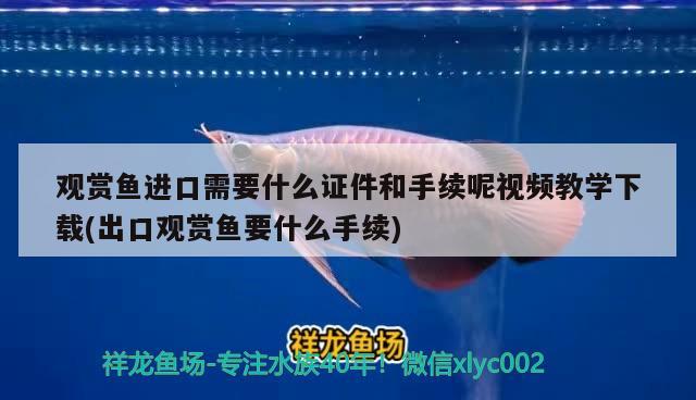 观赏鱼进口需要什么证件和手续呢视频教学下载(出口观赏鱼要什么手续) 观赏鱼进出口