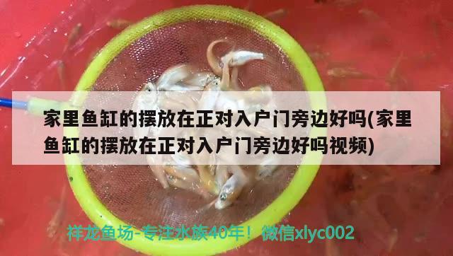 家里鱼缸的摆放在正对入户门旁边好吗(家里鱼缸的摆放在正对入户门旁边好吗视频) 鱼缸/水族箱