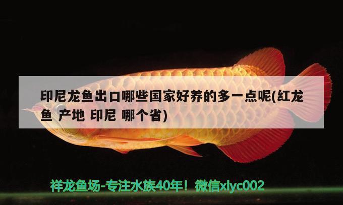 印尼龙鱼出口哪些国家好养的多一点呢(红龙鱼产地印尼哪个省) 观赏鱼进出口