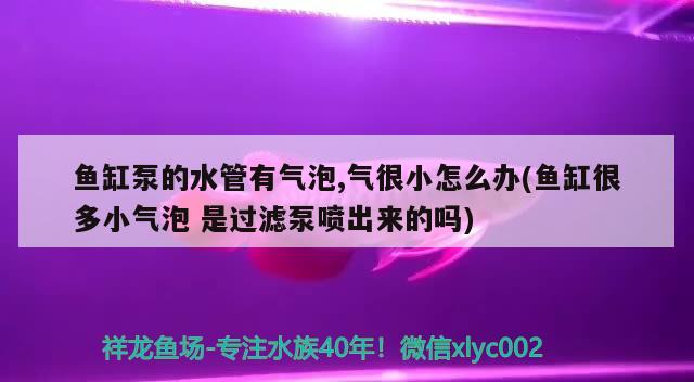 鱼缸泵的水管有气泡,气很小怎么办(鱼缸很多小气泡是过滤泵喷出来的吗) 水族杂谈