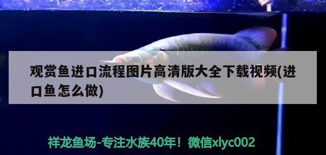 天津观赏鱼养殖鱼场关闭（天津市观赏鱼批发电话） 龙鱼批发