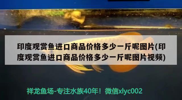 印度观赏鱼进口商品价格多少一斤呢图片(印度观赏鱼进口商品价格多少一斤呢图片视频)