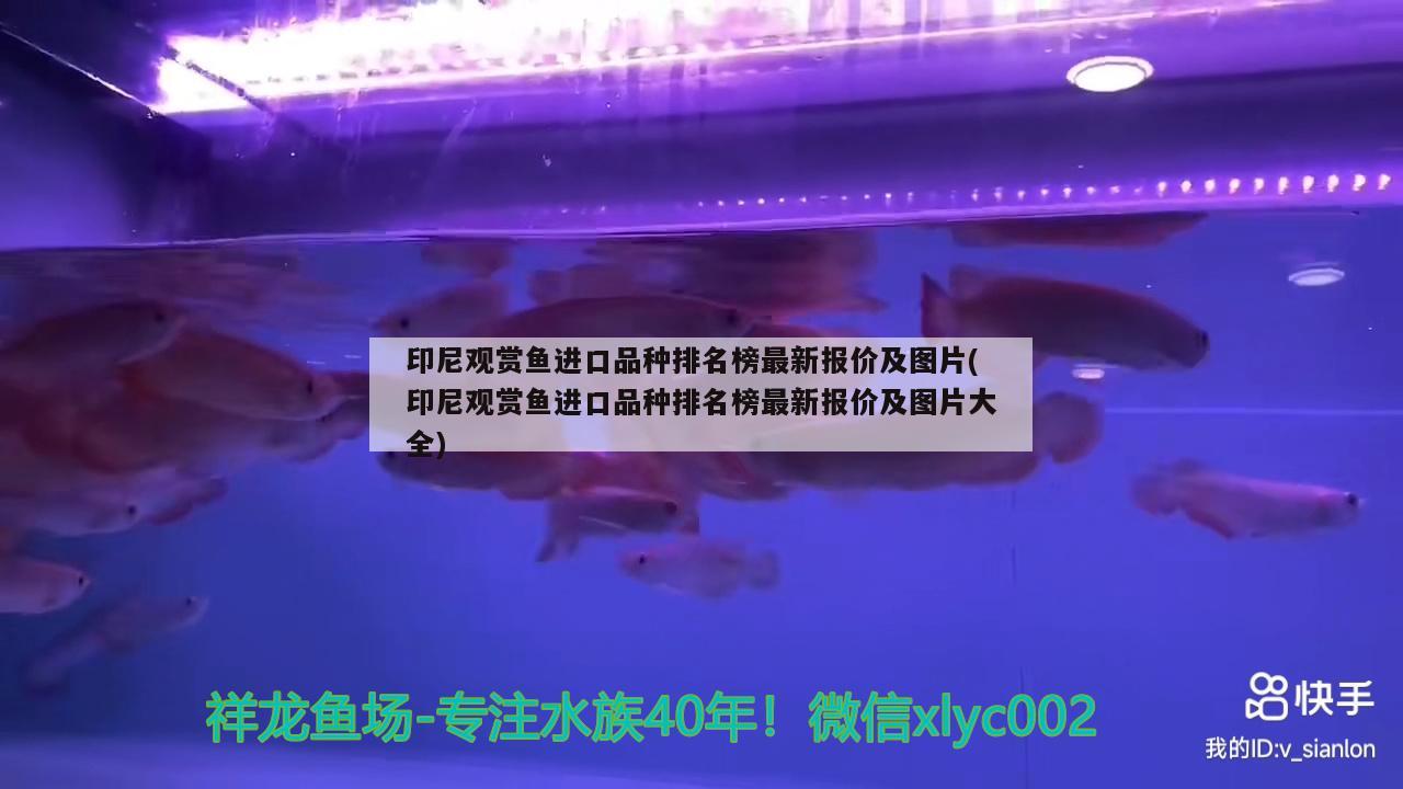 印尼观赏鱼进口品种排名榜最新报价及图片(印尼观赏鱼进口品种排名榜最新报价及图片大全) 观赏鱼进出口